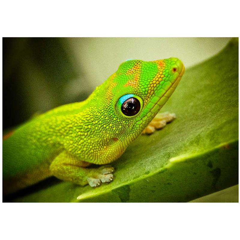 Soparla Gecko Phelsuma laticauda ( Golddust day gecko) - imagine 4
